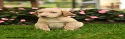 Labrador Retriever dogs for sale: Skye - Ad 3