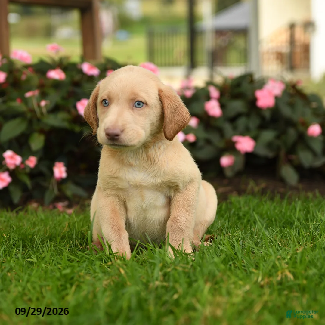 Labrador Retriever dogs for sale: Skye - Ad 3