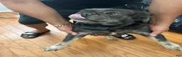 French Bulldog dogs for sale: Cinnamon  - Ad 5