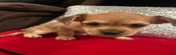 Mixed Breed dogs for sale: Mixed Breed 2 - Ad 6