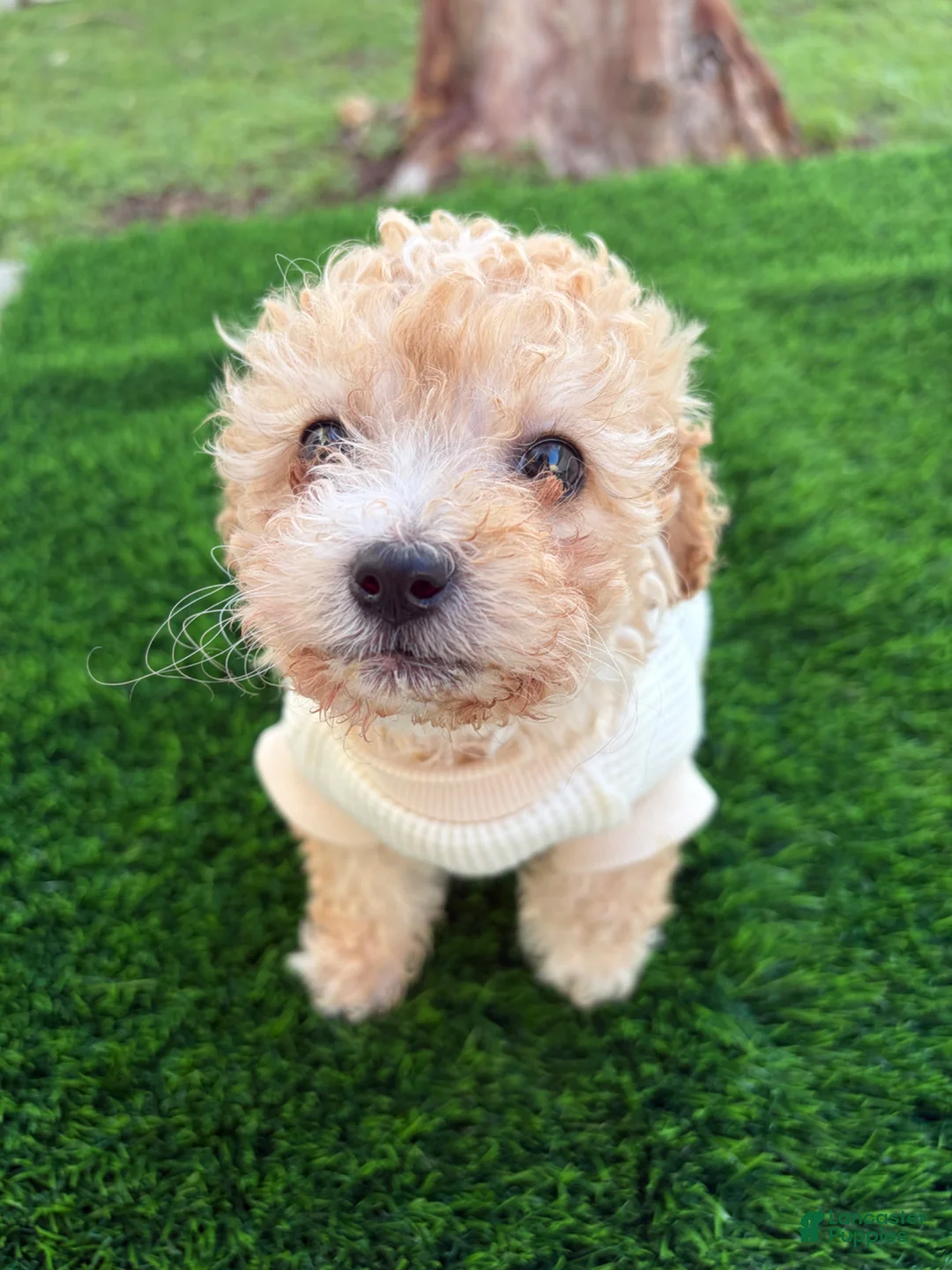 Miniature Poodle dogs for sale: Miniature Poodle Puppy 2 - Ad 2
