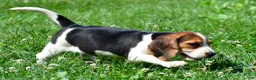 Beagle dogs for sale: Princess - Ad 9