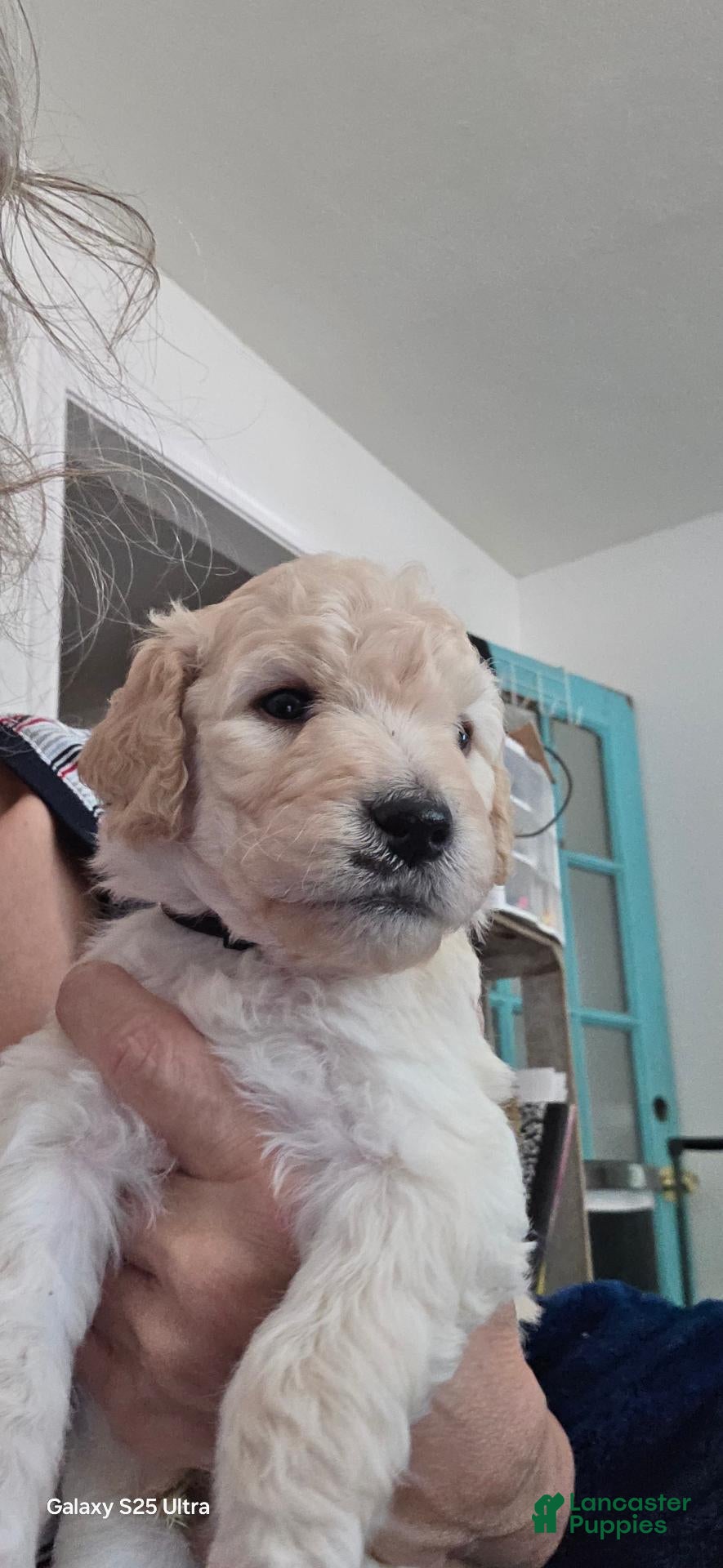 Mini Goldendoodle dogs Mini Goldendoodle 4 - Ad 1