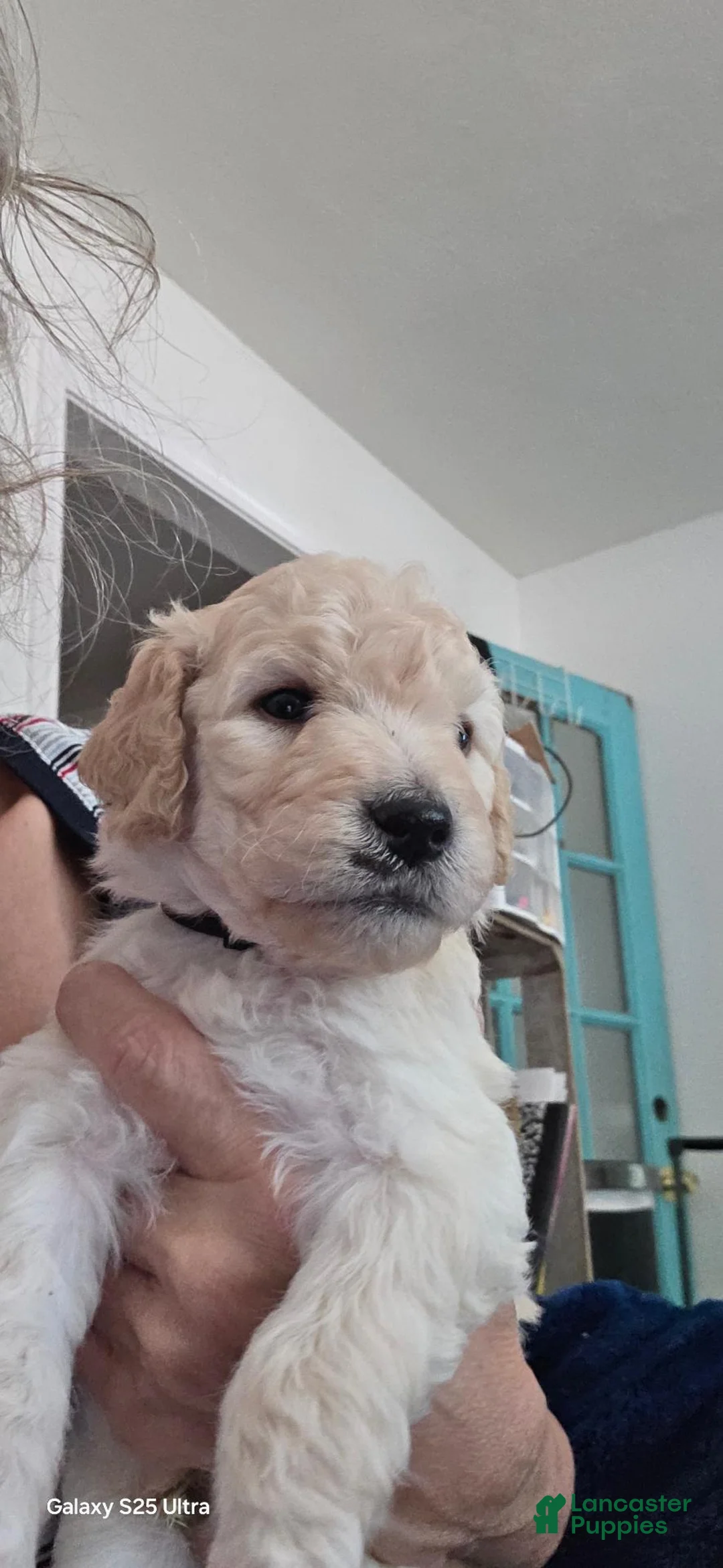 Mini Goldendoodle dogs for sale: Mini Goldendoodle 4 - Ad 1