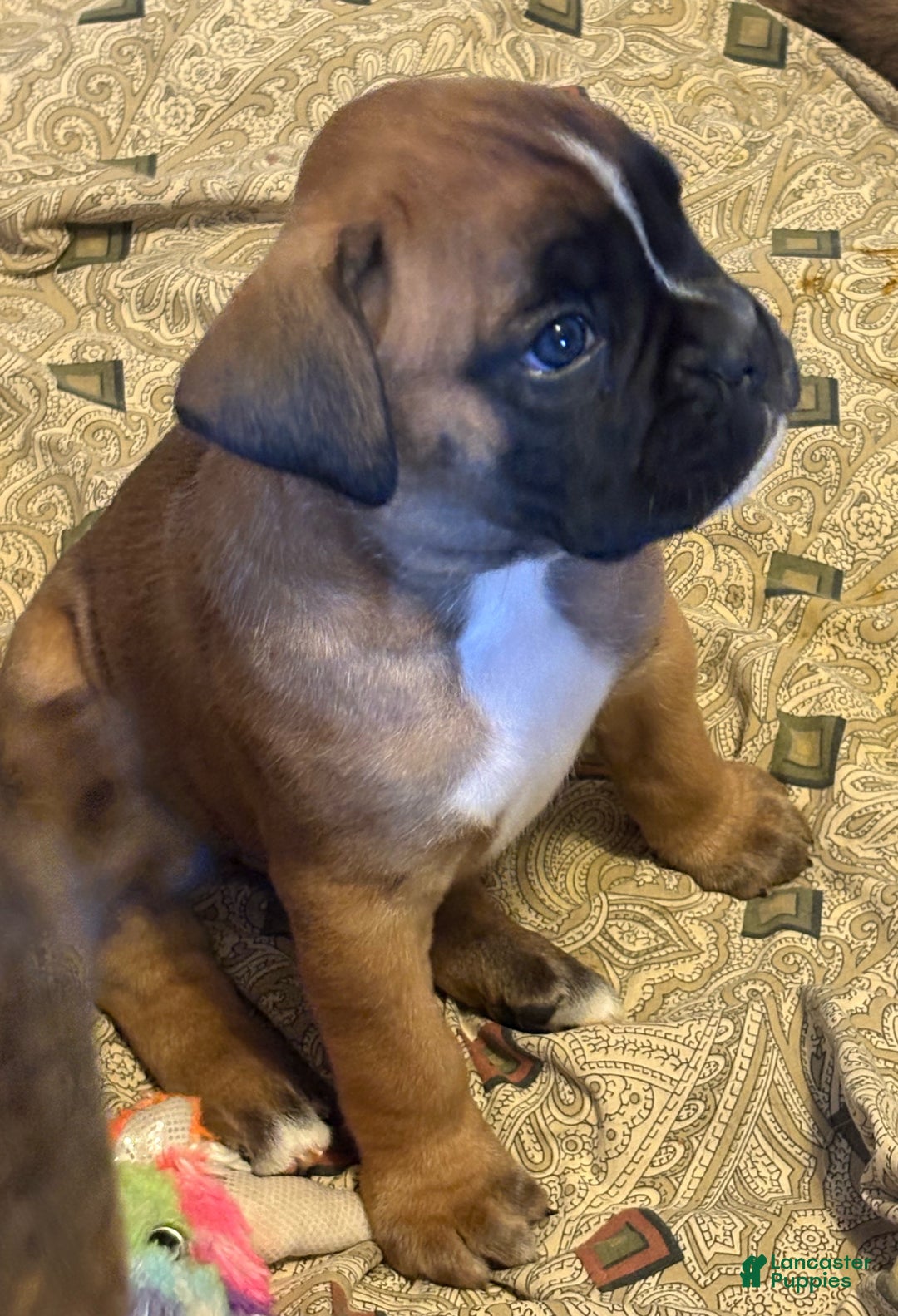 Boxer dogs for sale: Buddy - Ad 5