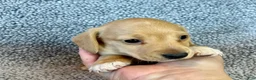 Miniature Dachshund dogs for sale: Fynn - Ad 3