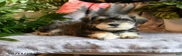 Miniature Schnauzer dogs for sale: Marley - Ad 3