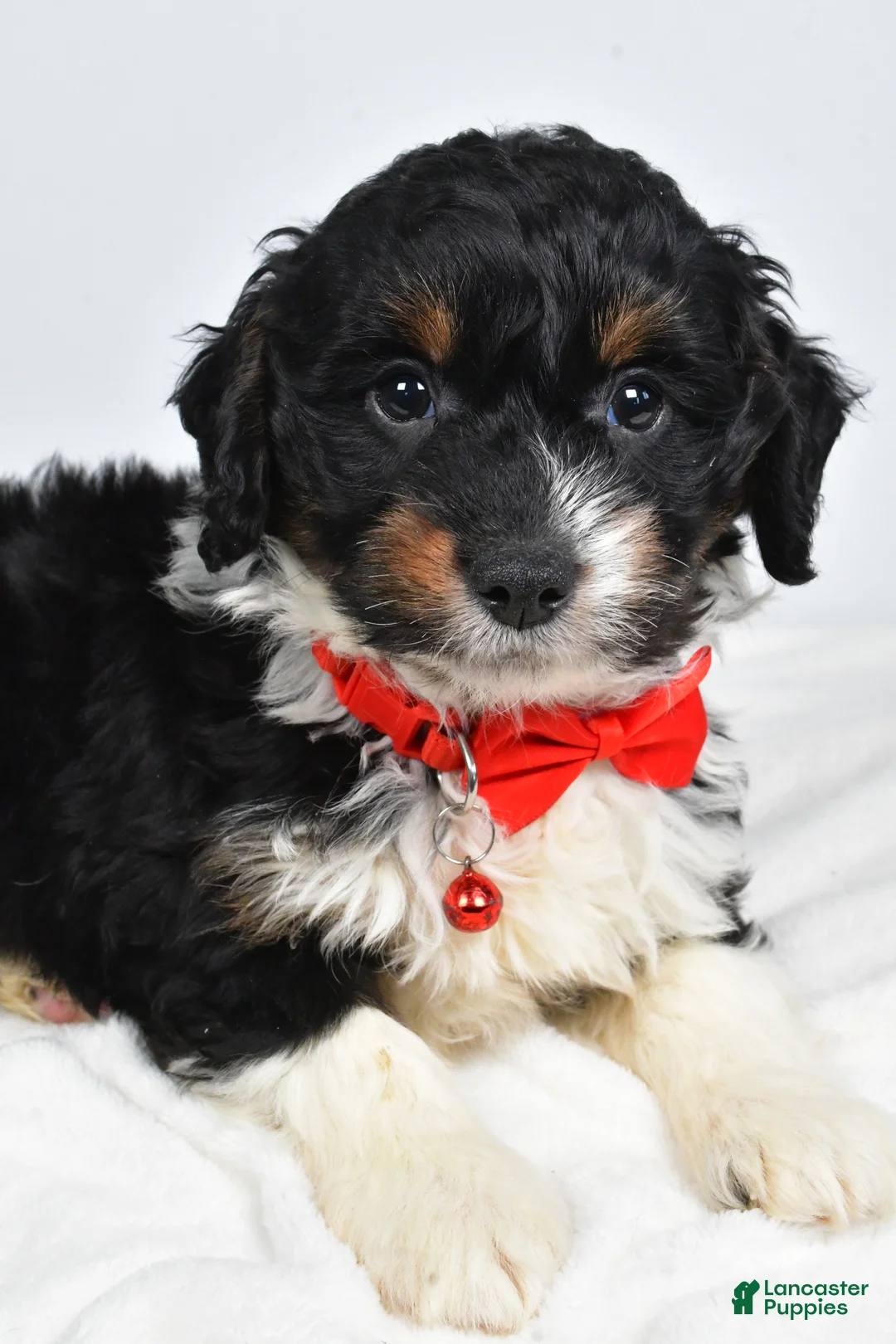 Mini Aussiedoodle dogs for sale: Goofy - Ad 6