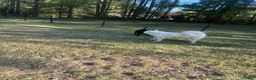 Samoyed dogs for sale: Samoyed 1 - Ad 3