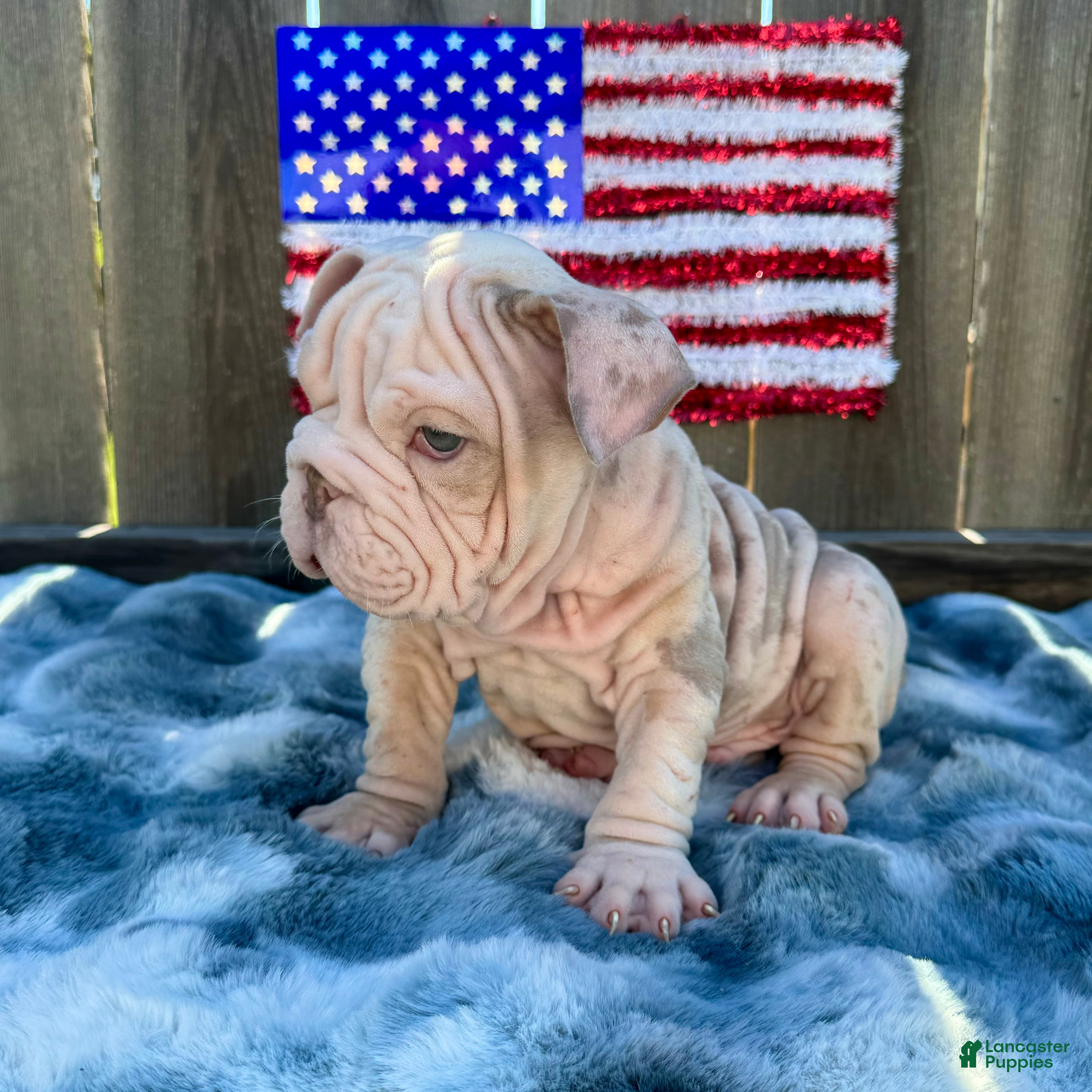 English Bulldog dogs Yoshi - Ad 2