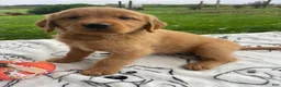 Golden Retriever dogs for sale: Ranger - Ad 3