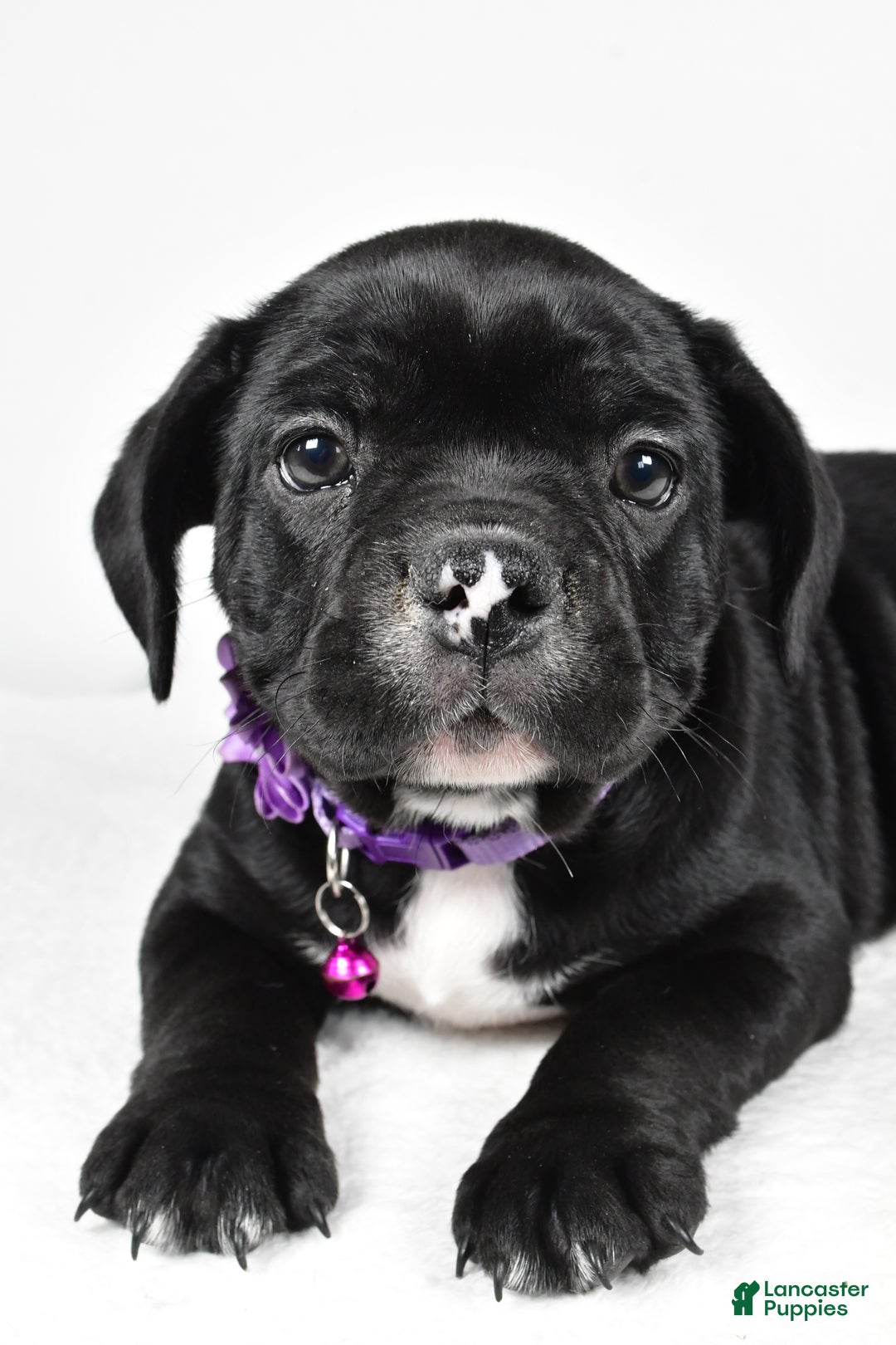 Mixed Breed dogs for sale: Dixie - Ad 5