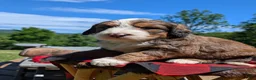 Bernedoodle dogs for sale: MOOSE - Ad 7