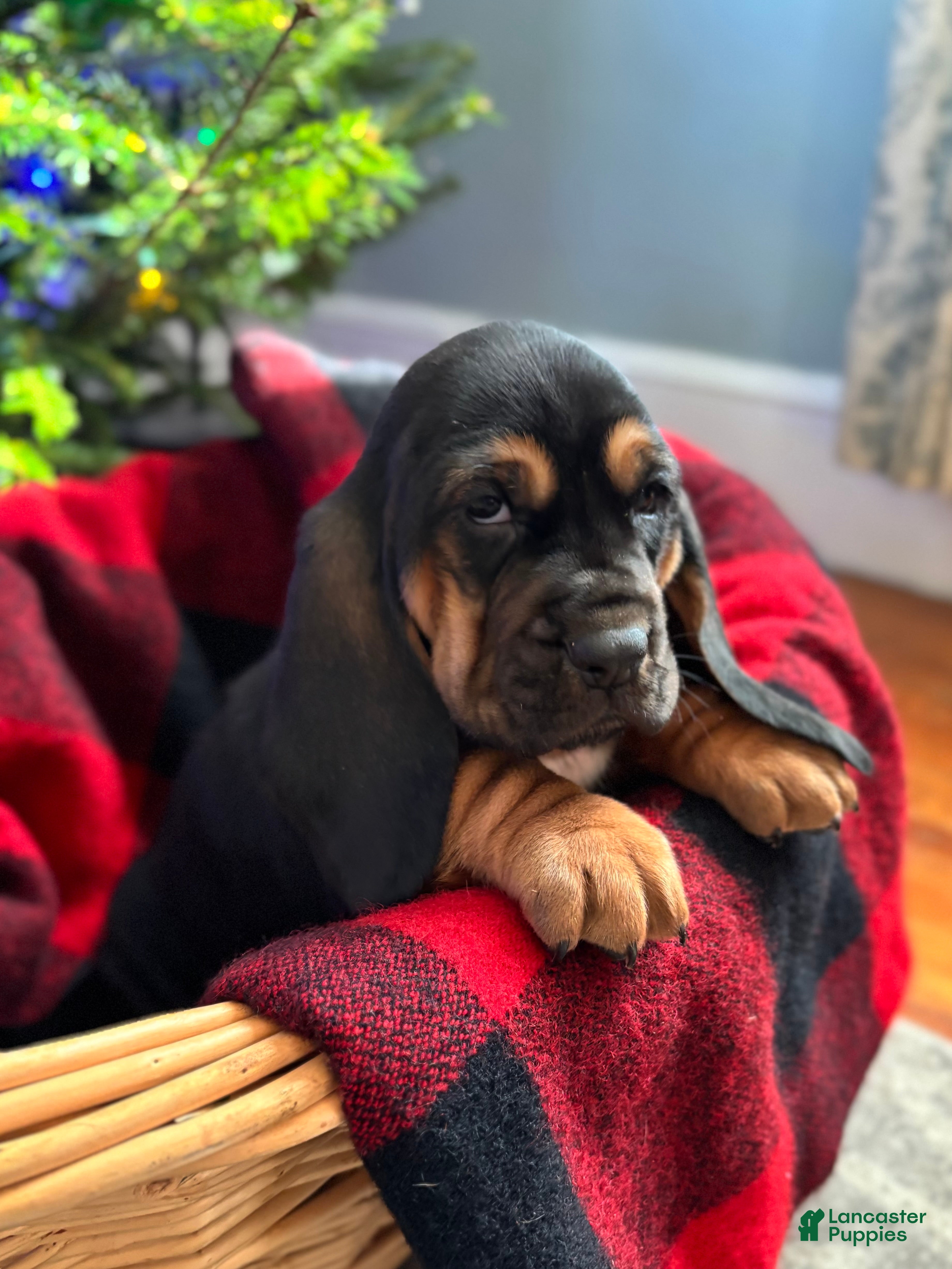 Basset Hound dogs Martha May - Ad 1