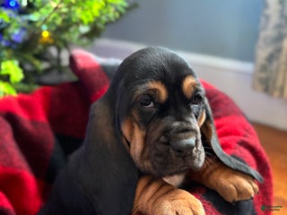 Basset Hound dogs Martha May - Ad 22