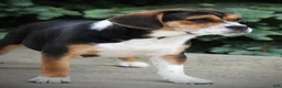 Beabull dogs for sale: Bo - Ad 4