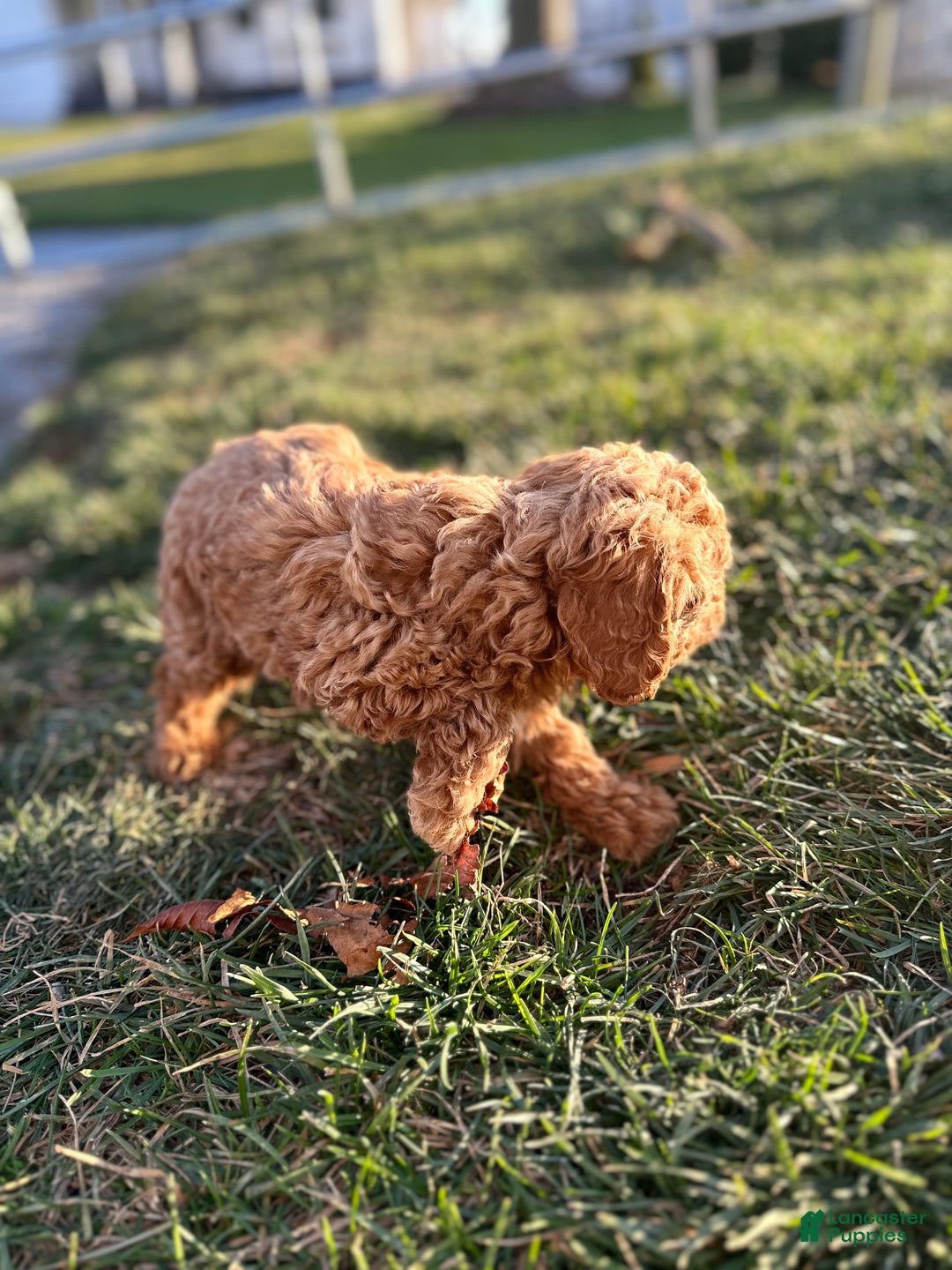Toy Poodle dogs for sale: Blake - Ad 7