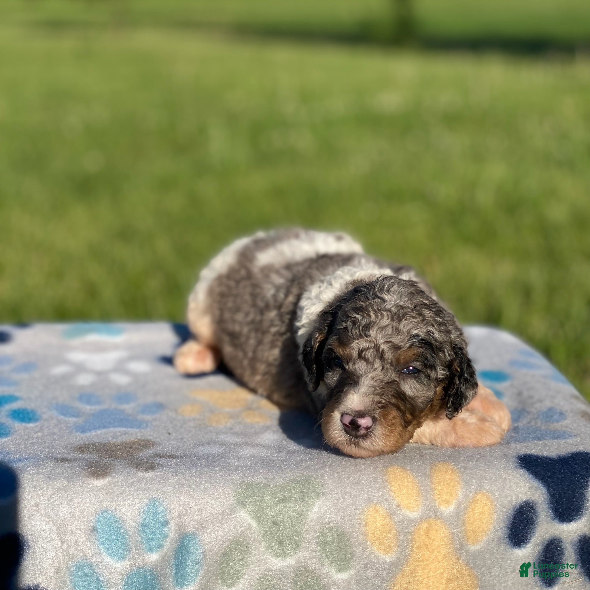 Standard Poodle dogs Rocky - Ad 36