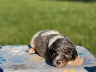 Standard Poodle dogs Rocky - Ad 40