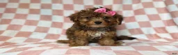 Yorkiepoo dogs for sale: Bailey - Ad 4