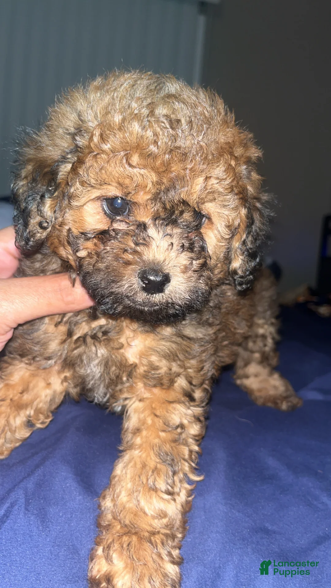 Toy Poodle dogs for sale: Toy Poodle Puppy 2 - Ad 1