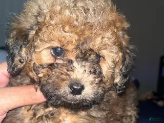 Toy Poodle dogs for sale: Toy Poodle Puppy 2 - Ad 4