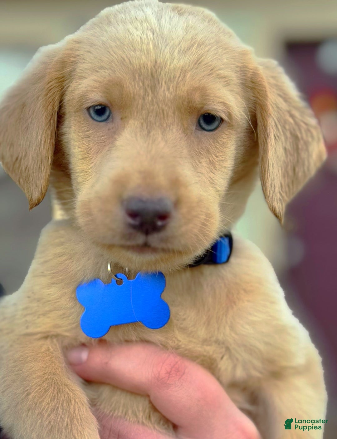 Labrador Retriever dogs for sale: Labrador Retriever Puppy 2 - Ad 18