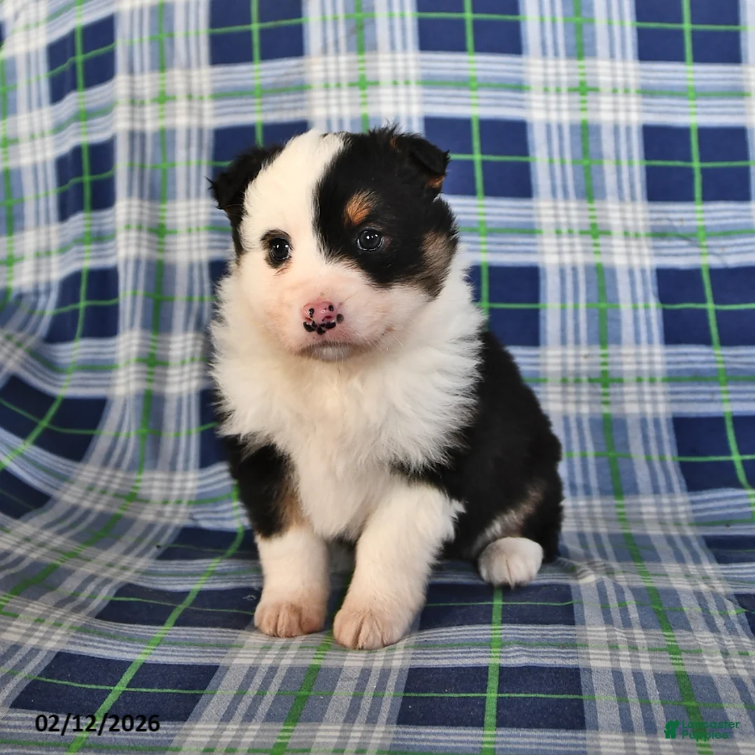 Australian Shepherd dogs for sale: Poppy - Ad 3