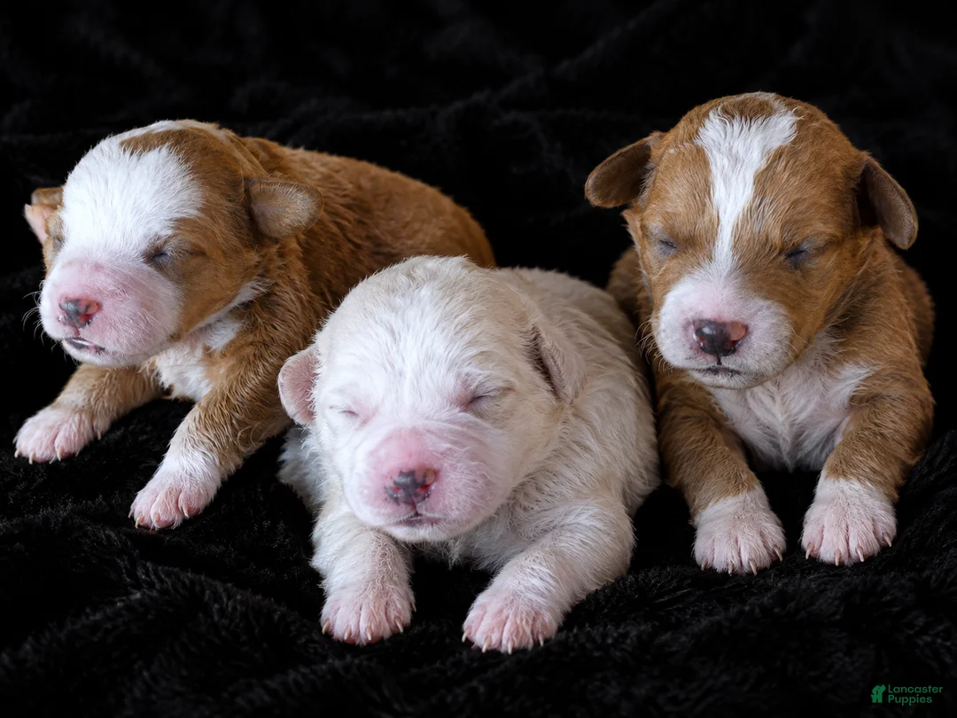 Mixed Breed dogs for sale: Bourbon - Ad 6