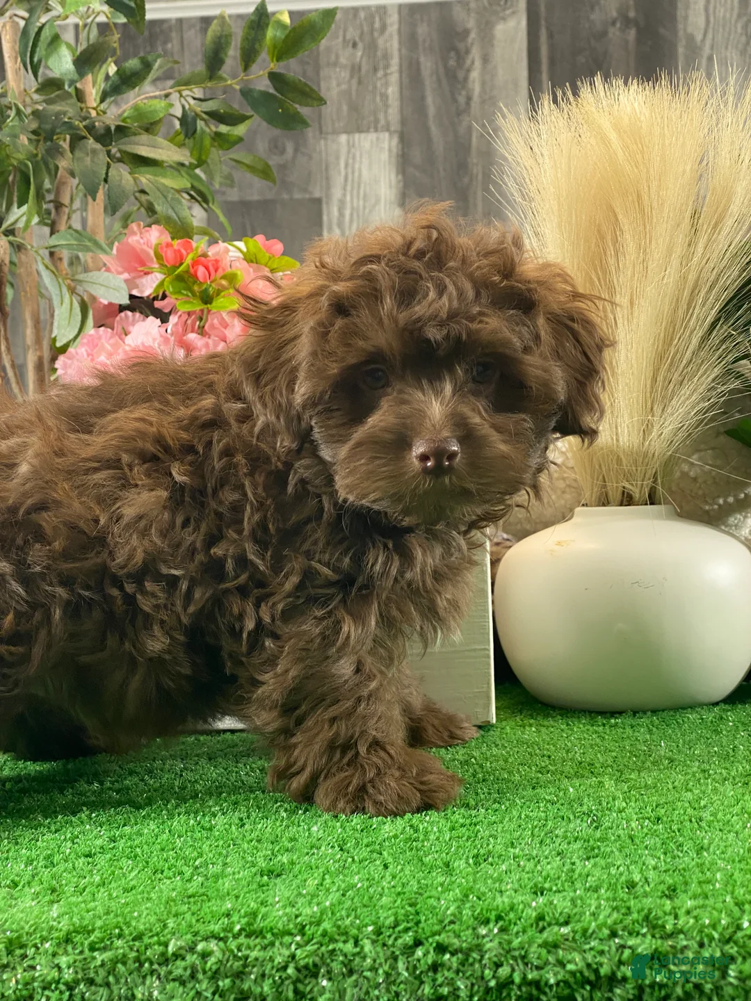 Havanese dogs for sale: Hiro - Ad 5