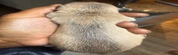Chihuahua dogs for sale: Multi Colored Male - Ad 2