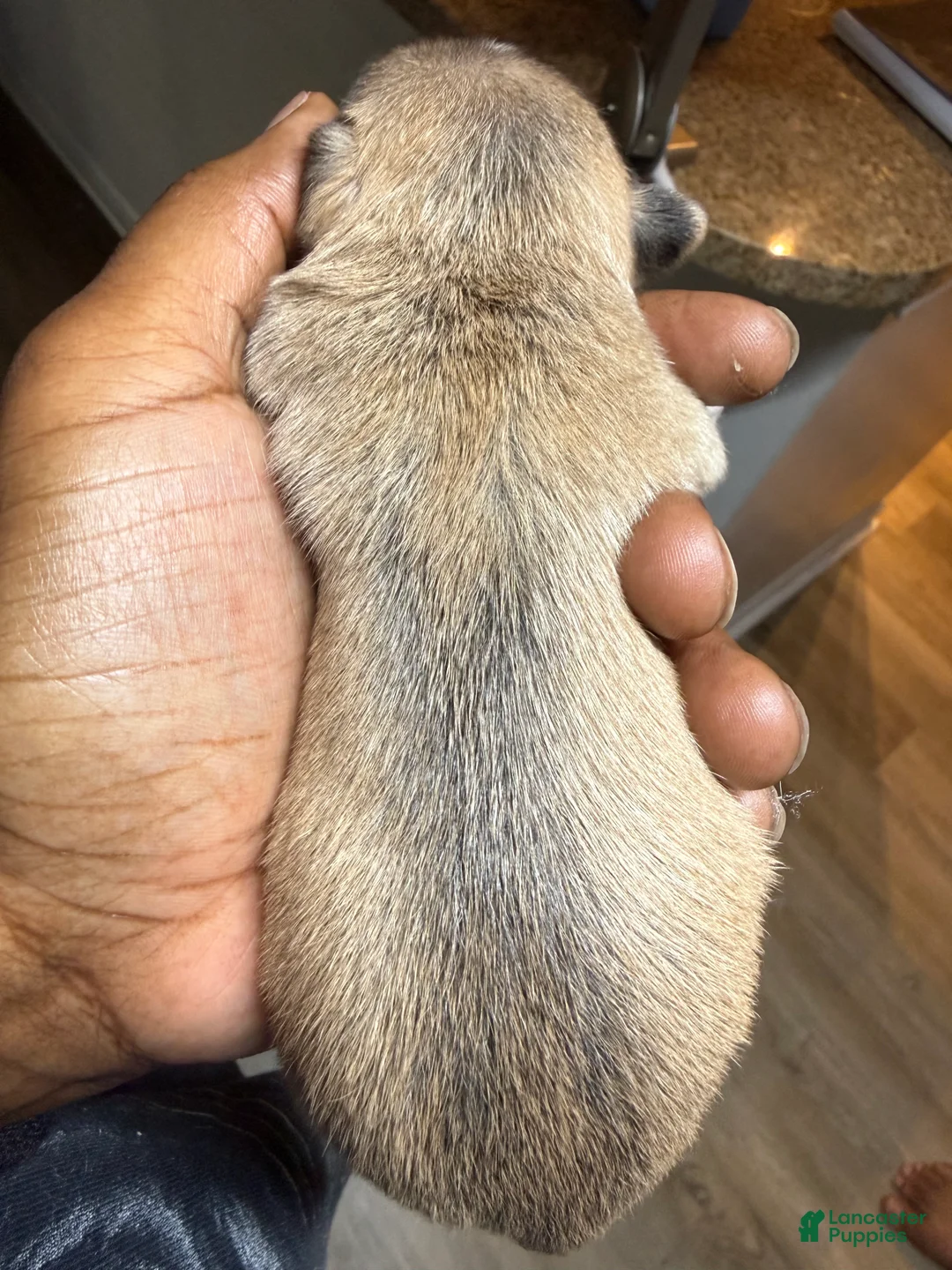 Chihuahua dogs for sale: Multi Colored Male - Ad 2