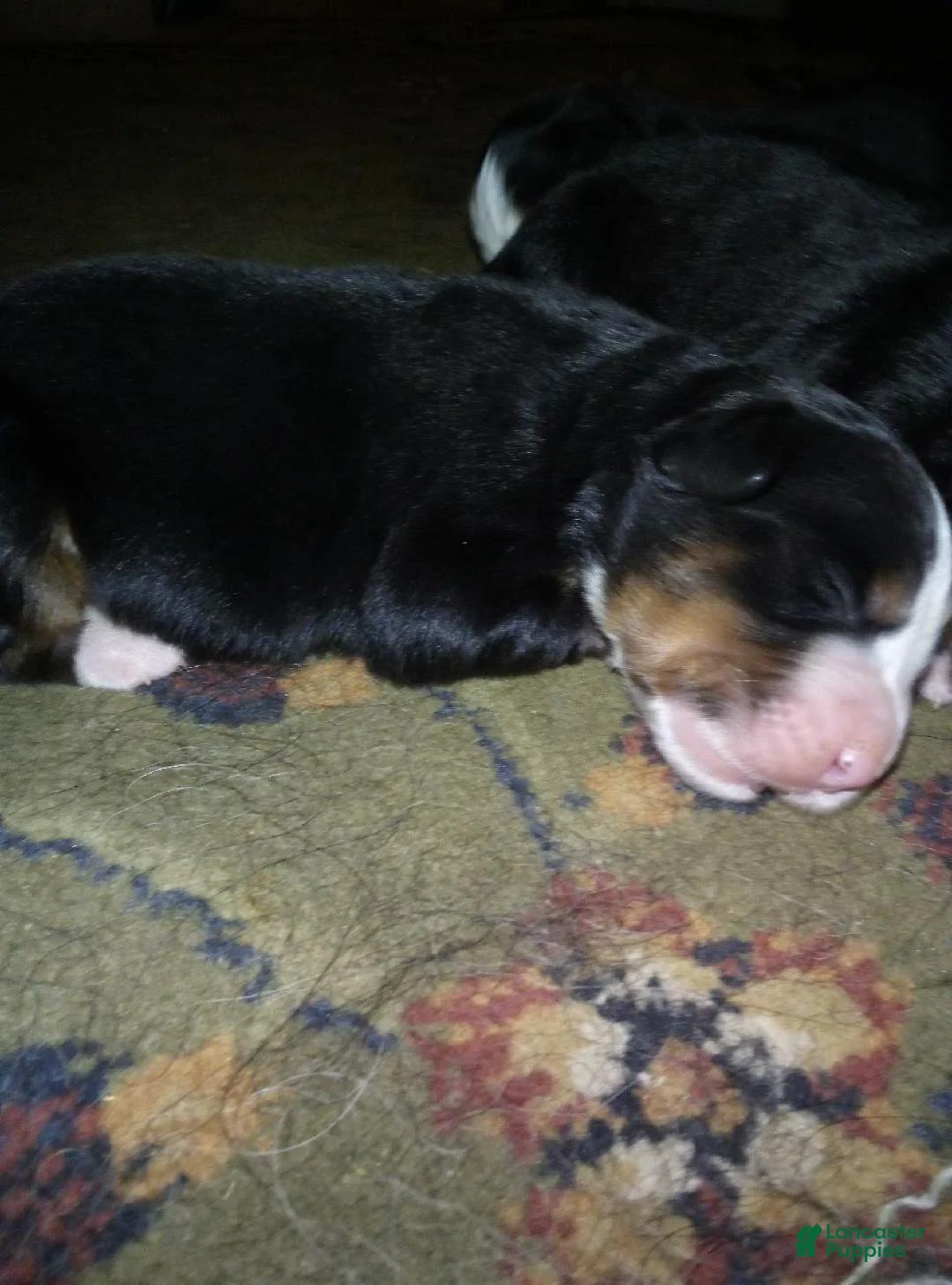 Bernese Mountain Dog dogs for sale: Bert - Ad 1