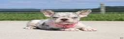 French Bulldog dogs for sale: Pearl - Ad 3