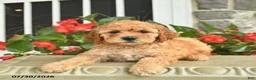 Miniature Poodle dogs for sale: Heidi  - Ad 3