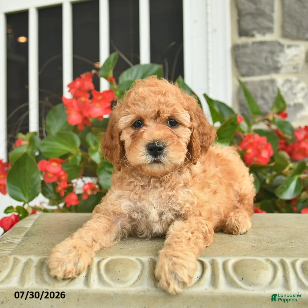 Miniature Poodle dogs for sale: Heidi  - Ad 3