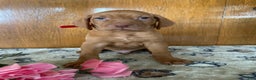 Vizsla dogs for sale: Victor - Ad 3