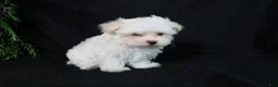 Maltese dogs for sale: Marty - Ad 7