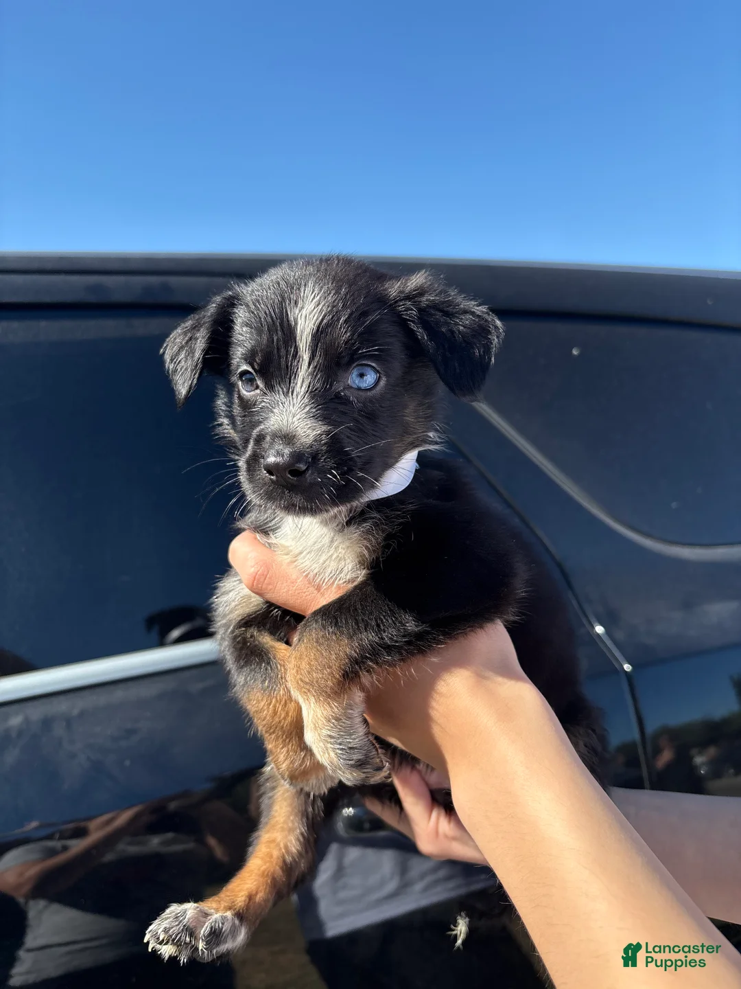 Mixed Breed dogs for sale: iris - Ad 4