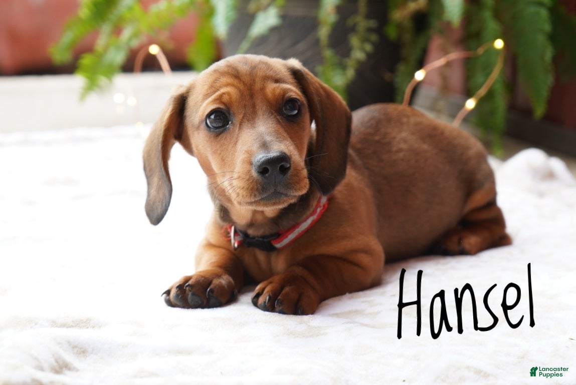 Miniature Dachshund dogs Hansel  - Ad 2