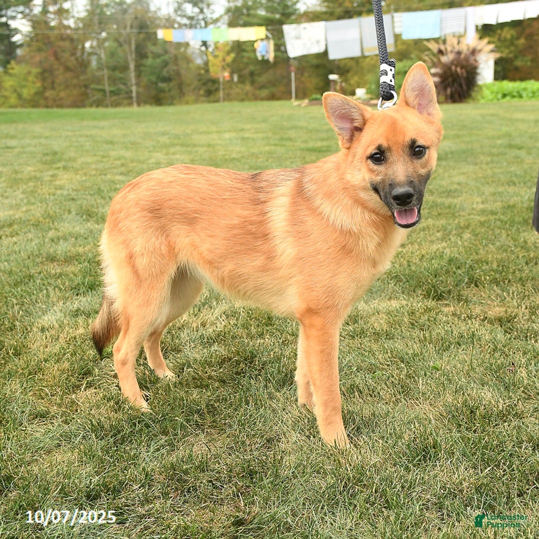 Mixed Breed dogs for sale: Tricky - Ad 4