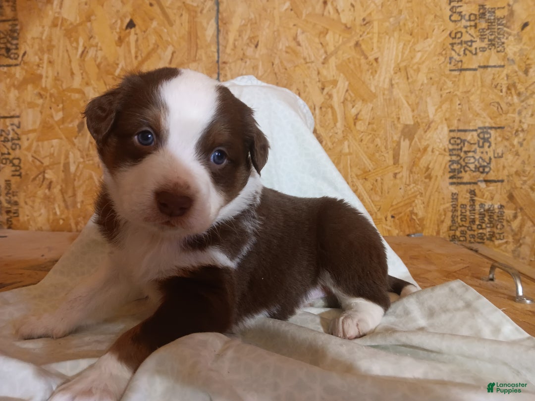 Australian Shepherd dogs for sale: Mocha - Ad 2