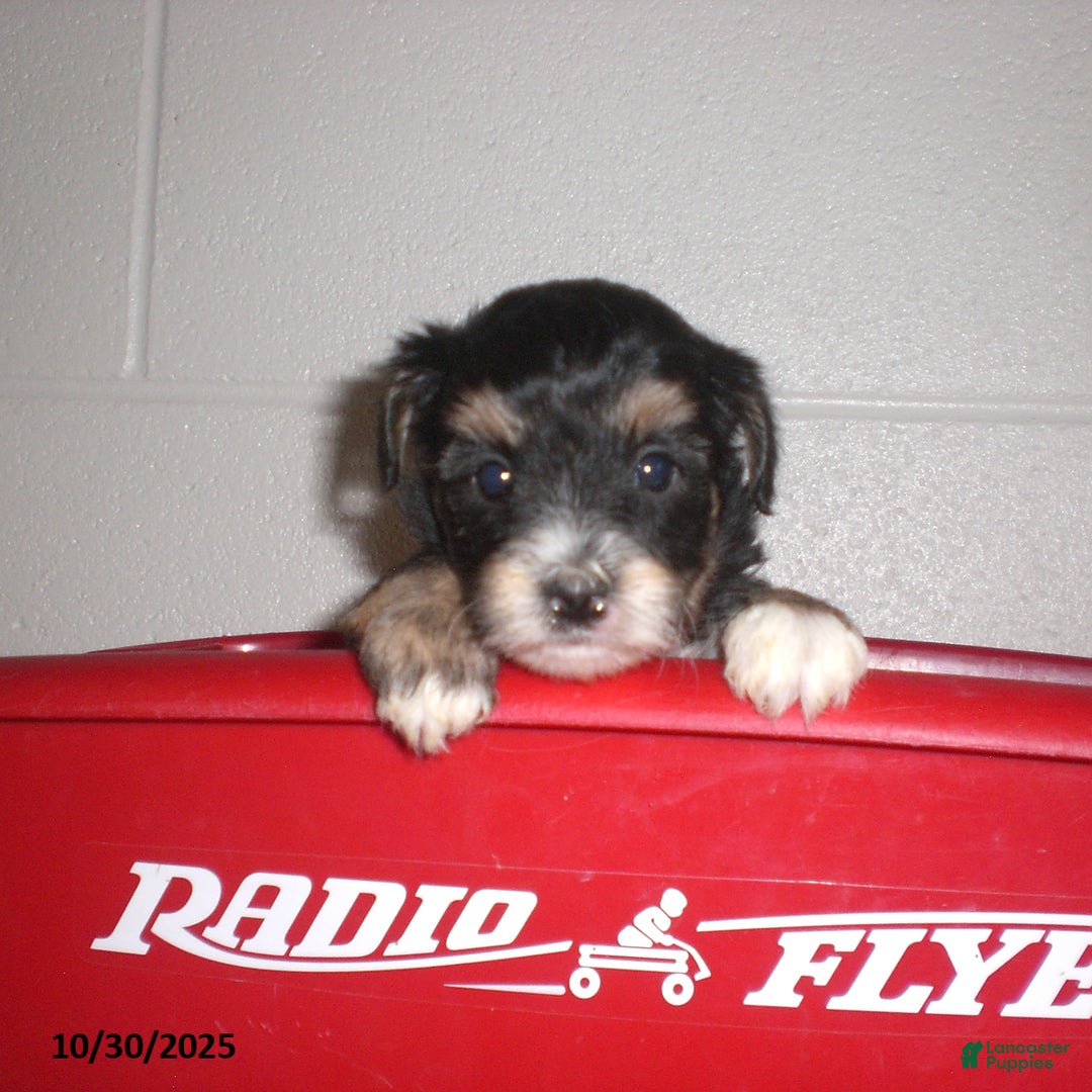 Yorkiepoo dogs for sale: Tina - Ad 11