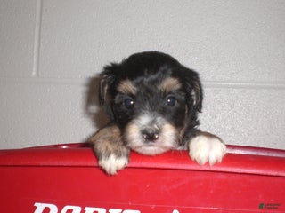 Yorkiepoo dogs Tina - Ad 30