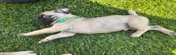 Pug dogs for sale: Pug Puppy 1 green - Ad 4