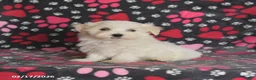 Maltese dogs for sale: Felix - Ad 5