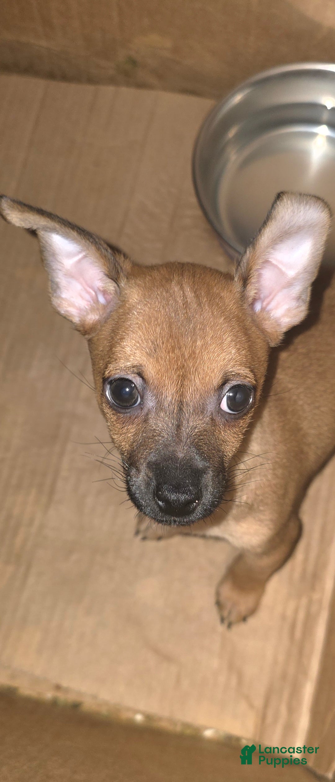 Chihuahua dogs Deerhead chihuahua Male - Ad 42