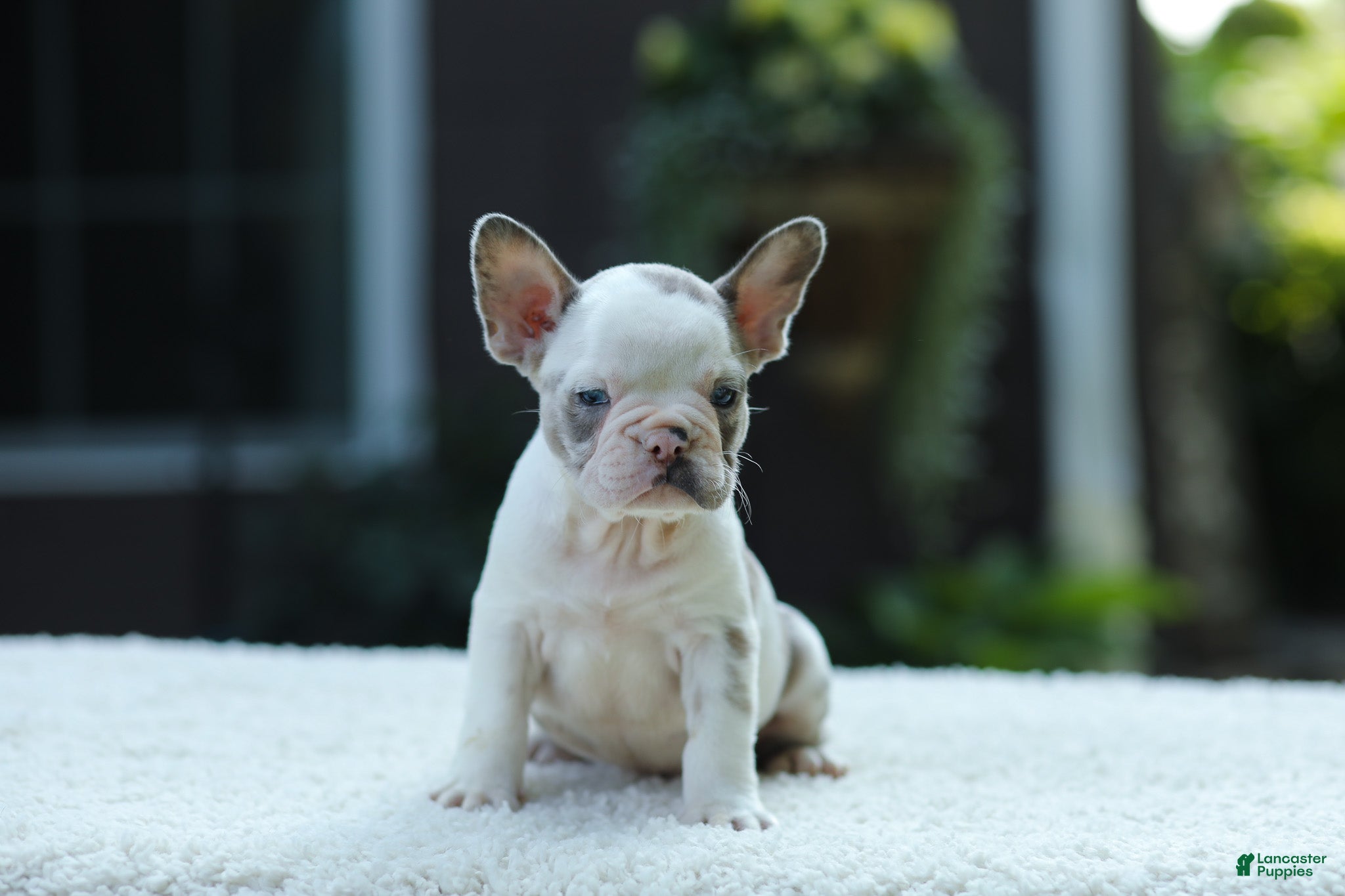 French Bulldog dogs Jewel - Ad 1