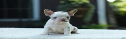 French Bulldog dogs for sale: Jewel - Ad 1