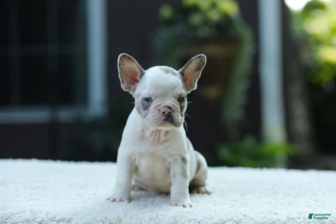 French Bulldog dogs for sale: Jewel - Ad 1